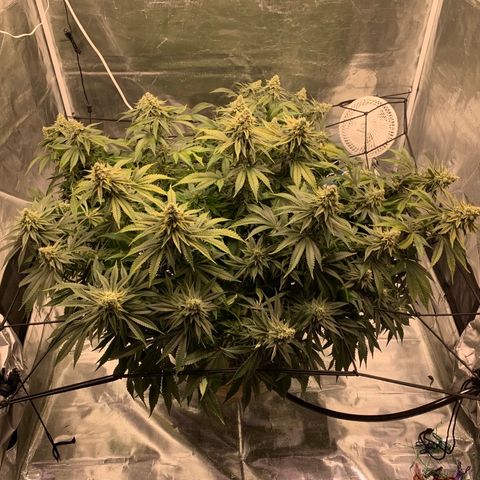 Green Crack growlog timeline photo