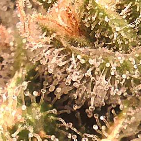 Green Crack growlog timeline photo