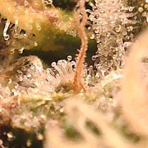 Green Crack growlog timeline photo