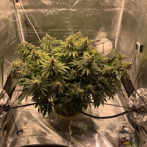 Green Crack growlog timeline photo