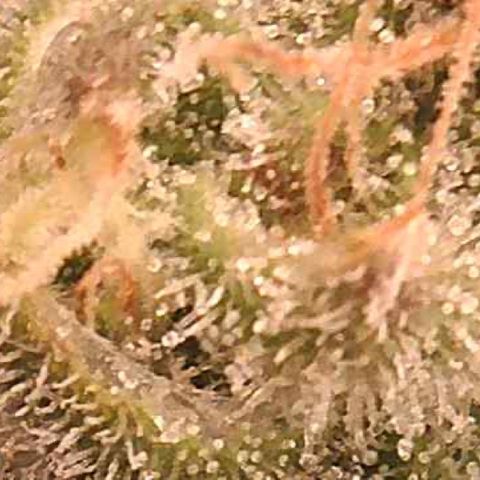Green Crack growlog timeline photo