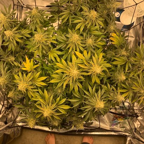 Green Crack growlog timeline photo