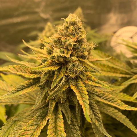 Green Crack growlog timeline photo