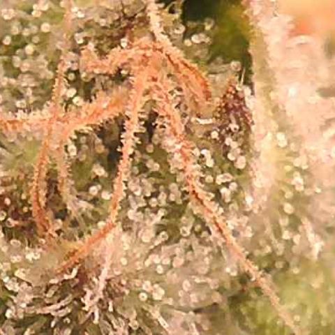 Green Crack growlog timeline photo