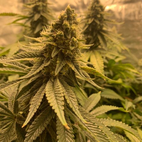 Green Crack growlog timeline photo