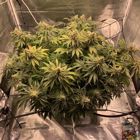 Green Crack growlog timeline photo