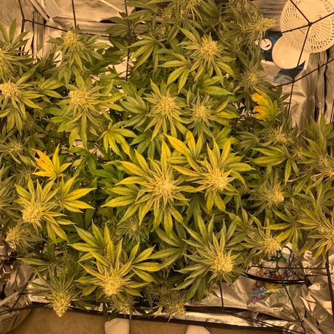 Green Crack growlog timeline photo