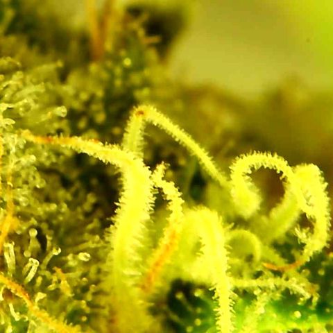 Green Crack growlog timeline photo