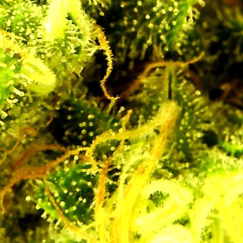 Green Crack growlog timeline photo