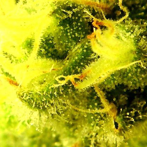 Green Crack growlog timeline photo