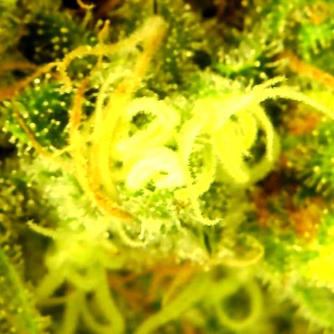 Green Crack growlog timeline photo