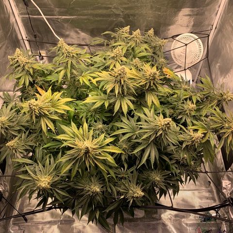 Green Crack growlog timeline photo