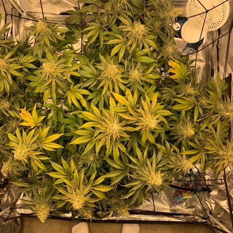 Green Crack growlog timeline photo