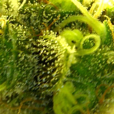 Green Crack growlog timeline photo
