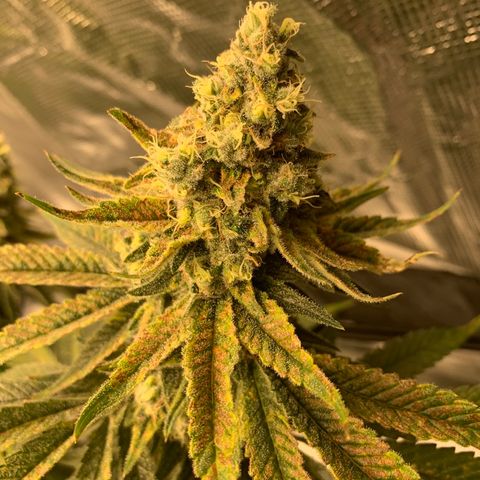 Green Crack growlog timeline photo