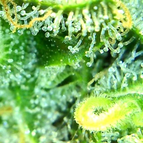 Green Crack growlog timeline photo