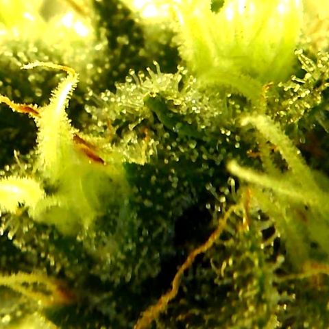 Green Crack growlog timeline photo