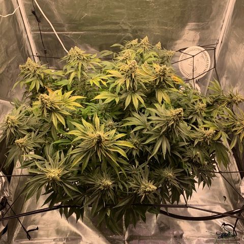 Green Crack growlog timeline photo