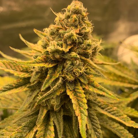 Green Crack growlog timeline photo
