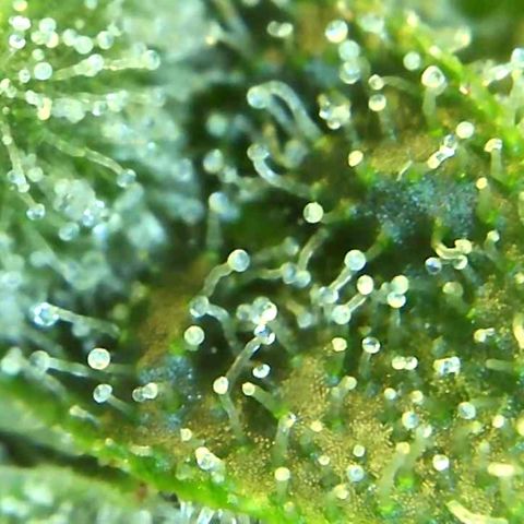 Green Crack growlog timeline photo