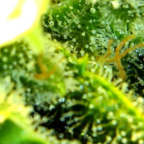 Green Crack growlog timeline photo