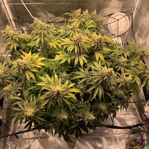 Green Crack growlog timeline photo