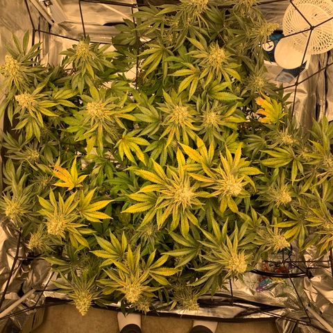 Green Crack growlog timeline photo