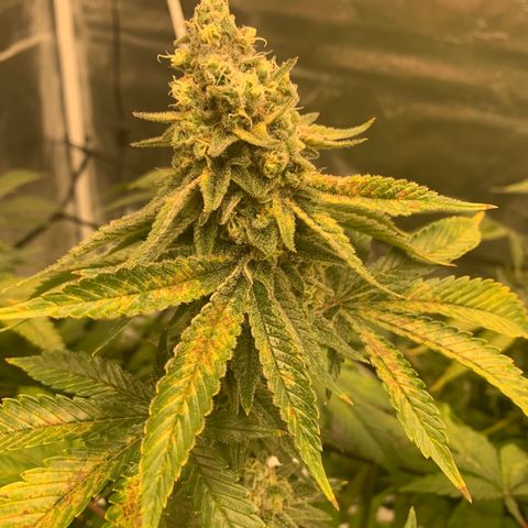 Green Crack growlog timeline photo