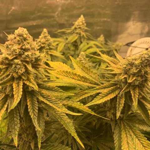 Green Crack growlog timeline photo