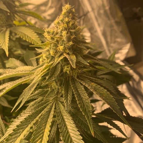 Green Crack growlog timeline photo