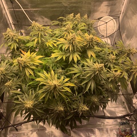Green Crack growlog timeline photo