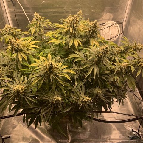 Green Crack growlog timeline photo