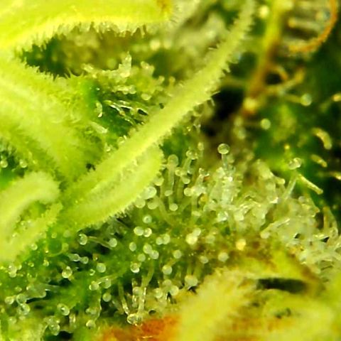 Green Crack growlog timeline photo