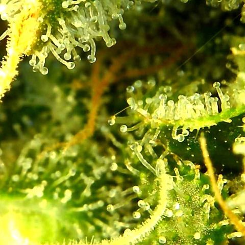 Green Crack growlog timeline photo