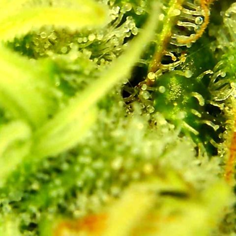 Green Crack growlog timeline photo