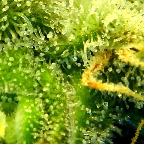 Green Crack growlog timeline photo