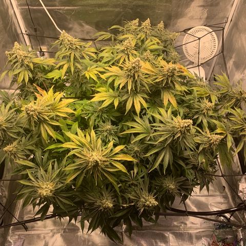 Green Crack growlog timeline photo
