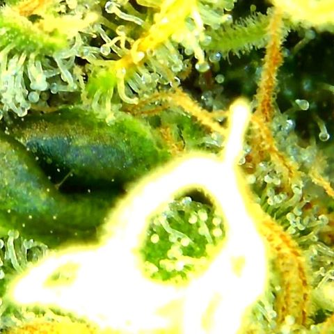 Green Crack growlog timeline photo