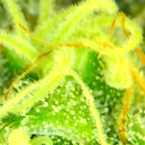 Green Crack growlog timeline photo