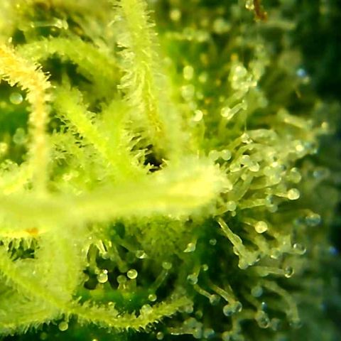 Green Crack growlog timeline photo