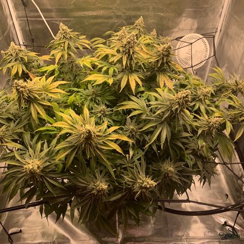 Green Crack growlog timeline photo