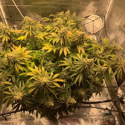 Green Crack growlog timeline photo