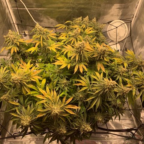 Green Crack growlog timeline photo