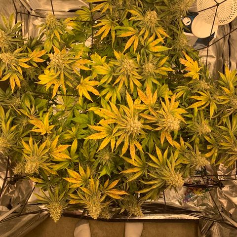 Green Crack growlog timeline photo