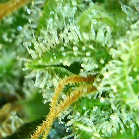 Green Crack growlog timeline photo