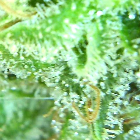 Green Crack growlog timeline photo
