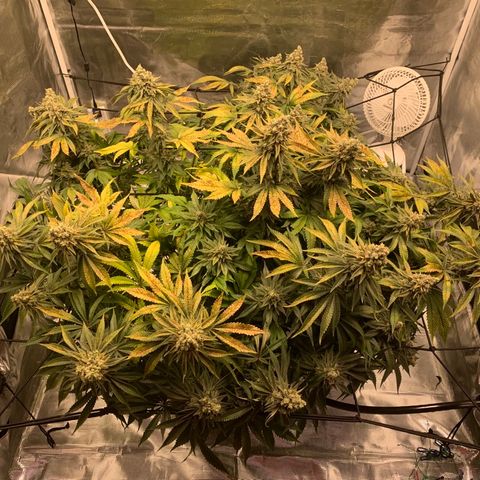 Green Crack growlog timeline photo