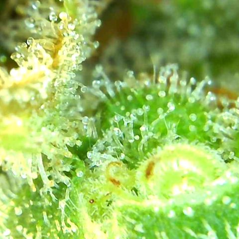 Green Crack growlog timeline photo