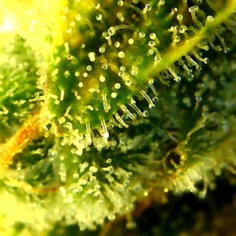 Green Crack growlog timeline photo