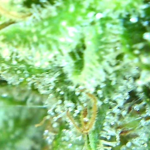 Green Crack growlog timeline photo